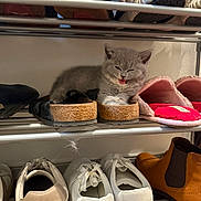 Pickle is registered to the contest to win money with this photo: animal, cat, cozy, cute, domestic, footwear, funny, furry, gray, home, indoor, kitten, pet, resting, sandals, shoe_rack, shoes, sleepy, slippers, small