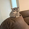 Pickle is registered to the contest to win money with this photo: kitten, cat, gray_fur, pet, indoor, couch, leather, furniture, curious, small, cute, animal, domestic, young, whiskers, ears, paws, looking_up, cozy, home