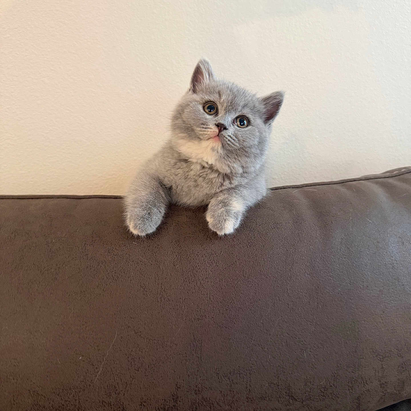 Pickle is registered to the contest to win money with this photo: kitten, gray_cat, cute, pet, indoor, couch, furniture, curious, fluffy, animal, small, face, ears, paw, young, domestic_cat, resting, looking_up, soft, cozy