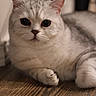 cat, silver_tabby, fluffy, pet, animal, indoor, wooden_floor, relaxed, lying_down, close_up, cute, feline, whiskers, ears, paw, domestic_cat, portrait, soft_fur, large_eyes, calm