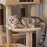 cat, tabby_cat, cat_tree, pet, feline, indoor, resting, sleeping_cat, fur, animal, cozy, cubby, multi_level, relaxation, beige, gray, striped, paw, tail, household