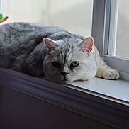 Puck is registered to the contest to win money with this photo: cat, gray_cat, white_cat, windowsill, indoor, pet, feline, resting, relaxed, looking_out, fur, animal, domestic_animal, window, natural_light, closeup, quiet, sleepy, cozy, peaceful