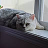 cat, gray_cat, white_cat, windowsill, indoor, pet, feline, resting, relaxed, looking_out, fur, animal, domestic_animal, window, natural_light, closeup, quiet, sleepy, cozy, peaceful