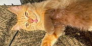Tito is registered to the contest to win money with this photo: cat, orange_cat, fluffy, tongue_out, sunlight, carpet, indoor, pet, relaxed, cute, whiskers, paw, feline, animal, laying_down, close_up, domestic_cat, fur, playful, resting