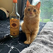 Tito is registered to the contest to win money with this photo: cat, orange_cat, tabby, bed, blanket, bottle, vodka_bottle, window, curtains, plush_toy, indoor, furniture, fur, animal, pet, domestic_animal, cozy, natural_light, curious, sitting