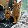 cat, orange_cat, tabby, bed, blanket, bottle, vodka_bottle, window, curtains, plush_toy, indoor, furniture, fur, animal, pet, domestic_animal, cozy, natural_light, curious, sitting