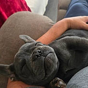 Jax joined the competition — help win amazing prizes! dog, sleeping, gray_dog, pet, couch, arm, relaxing, indoor, cozy, nap, fur, paw, resting, closeup, companion, home, comfort, canine, domestic_animal, snuggle