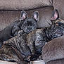 dog, french_bulldog, pet, couch, indoor, relaxing, brown, fur, animal, companion, cute, resting, paw, ears, snout, domestic, friendship, cozy, comfort, two_dogs
