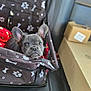 french_bulldog, puppy, dog, pet_carrier, brown, white_prints, car_seat, cardboard_boxes, ears, cute, animal, pet, canine, resting, indoors, closeup, young_dog, transport, leather_seat, looking