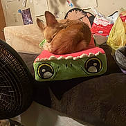 Graham Cracker is registered to the contest to win money with this photo: bedroom, blanket, brown_dog, cozy, dog, drawings, fan, floor, furniture, household_items, indoor, medication_bottle, pet, plastic_bag, plush_cushion, shelf, sleeping, small_dog, stuffed_toy, wall_art