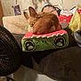 bedroom, blanket, brown_dog, cozy, dog, drawings, fan, floor, furniture, household_items, indoor, medication_bottle, pet, plastic_bag, plush_cushion, shelf, sleeping, small_dog, stuffed_toy, wall_art