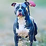 Louie V is registered to the contest to win money with this photo: dog, canine, outdoor, animal, blue_gray_coat, white_chest, alert, standing, grass, nature, pet, mammal, focused, muscular, ears_up, sunlight, portrait, walking, field, daytime