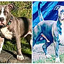 Louie V is registered to the contest to win money with this photo: dog, pitbull, outdoor, grass, animal, pet, standing, collar, canine, muscular, portrait, two_images, digital_art, blue_background, nature, alert, ears_up, white_markings, four_legs, tail_up