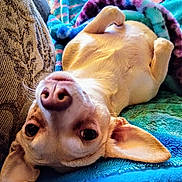 Fauna Buster joined the competition — help win amazing prizes! dog, chihuahua, pet, animal, belly_up, lying_on_back, blanket, couch, indoor, closeup, nose, ears, eyes, fur, cozy, playful, looking_at_camera, paw, portrait, home