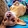 dog, chihuahua, pet, animal, belly_up, lying_on_back, blanket, couch, indoor, closeup, nose, ears, eyes, fur, cozy, playful, looking_at_camera, paw, portrait, home