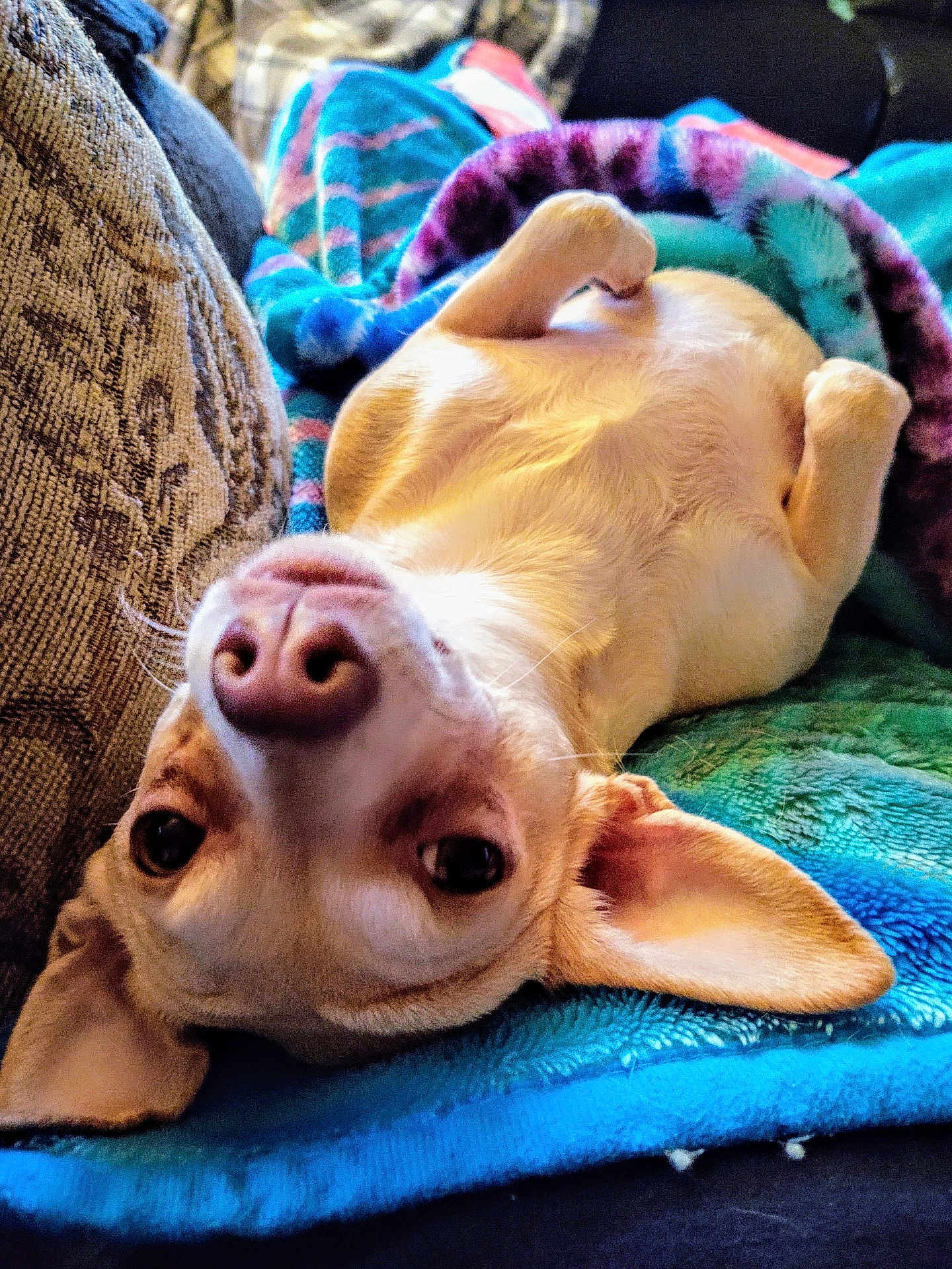 Fauna Buster joined the competition — help win amazing prizes! dog, chihuahua, pet, animal, belly_up, lying_on_back, blanket, couch, indoor, closeup, nose, ears, eyes, fur, cozy, playful, looking_at_camera, paw, portrait, home