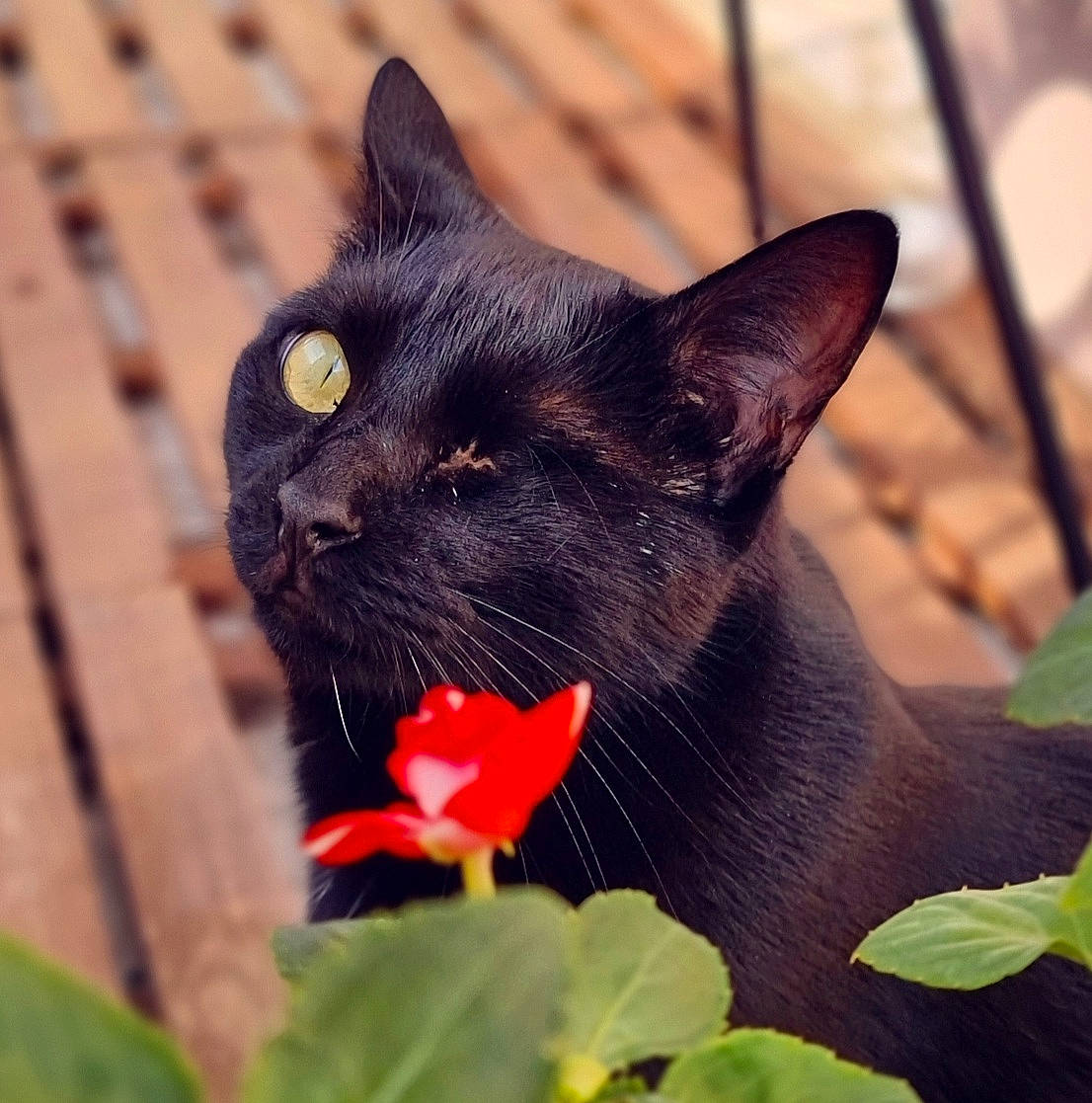 Ivy participe au concours pour gagner de l'argent avec cette photo : black_cat, bombay, carnivore, cat, close_up, domestic_short_haired_cat, felidae, flower, flowering_plant, fur, grass, iris, light, petal, plant, small_to_medium_sized_cats, snout, tail, terrestrial_animal, whiskers