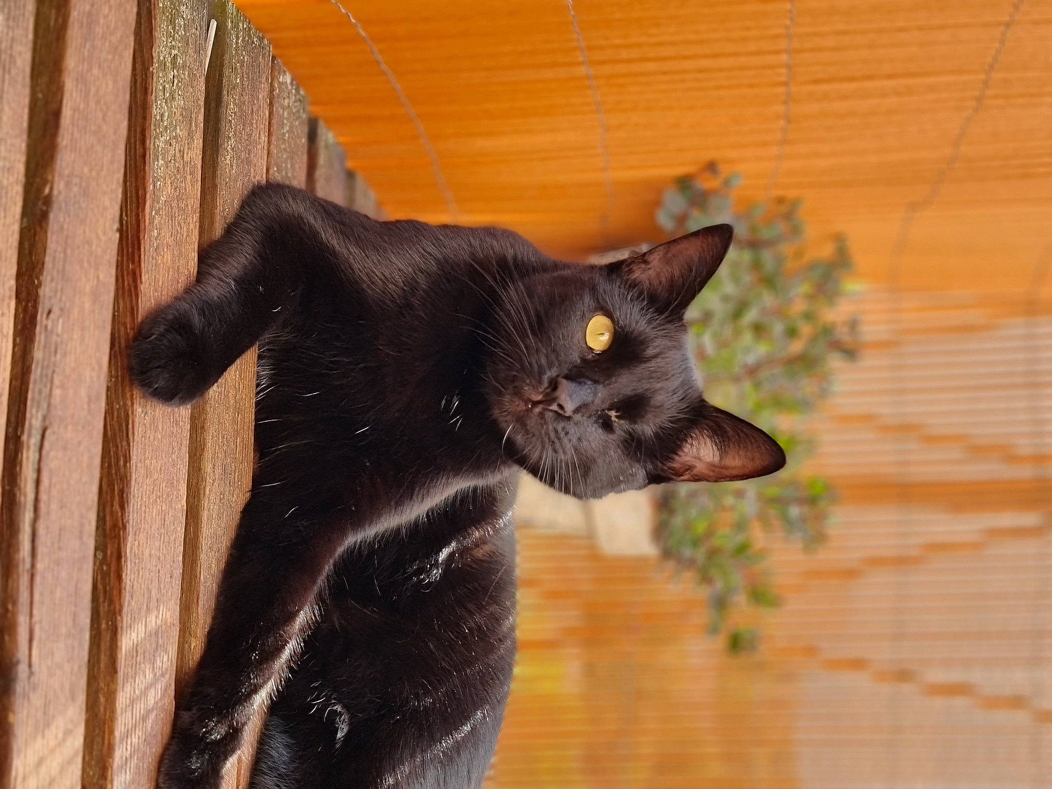 Ivy participe au concours pour gagner de l'argent avec cette photo : black_cat, bombay, carnivore, cat, claw, domestic_short_haired_cat, eye, felidae, flooring, fur, hardwood, plant, small_to_medium_sized_cats, snout, tail, terrestrial_animal, tree, whiskers, window, wood