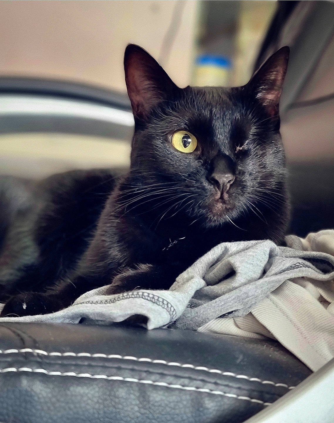 Ivy participe au concours pour gagner de l'argent avec cette photo : black_cat, box, carnivore, cat, comfort, domestic_short_haired_cat, felidae, fur, grey, linens, monochrome_photography, paw, sitting, small_to_medium_sized_cats, snout, whiskers