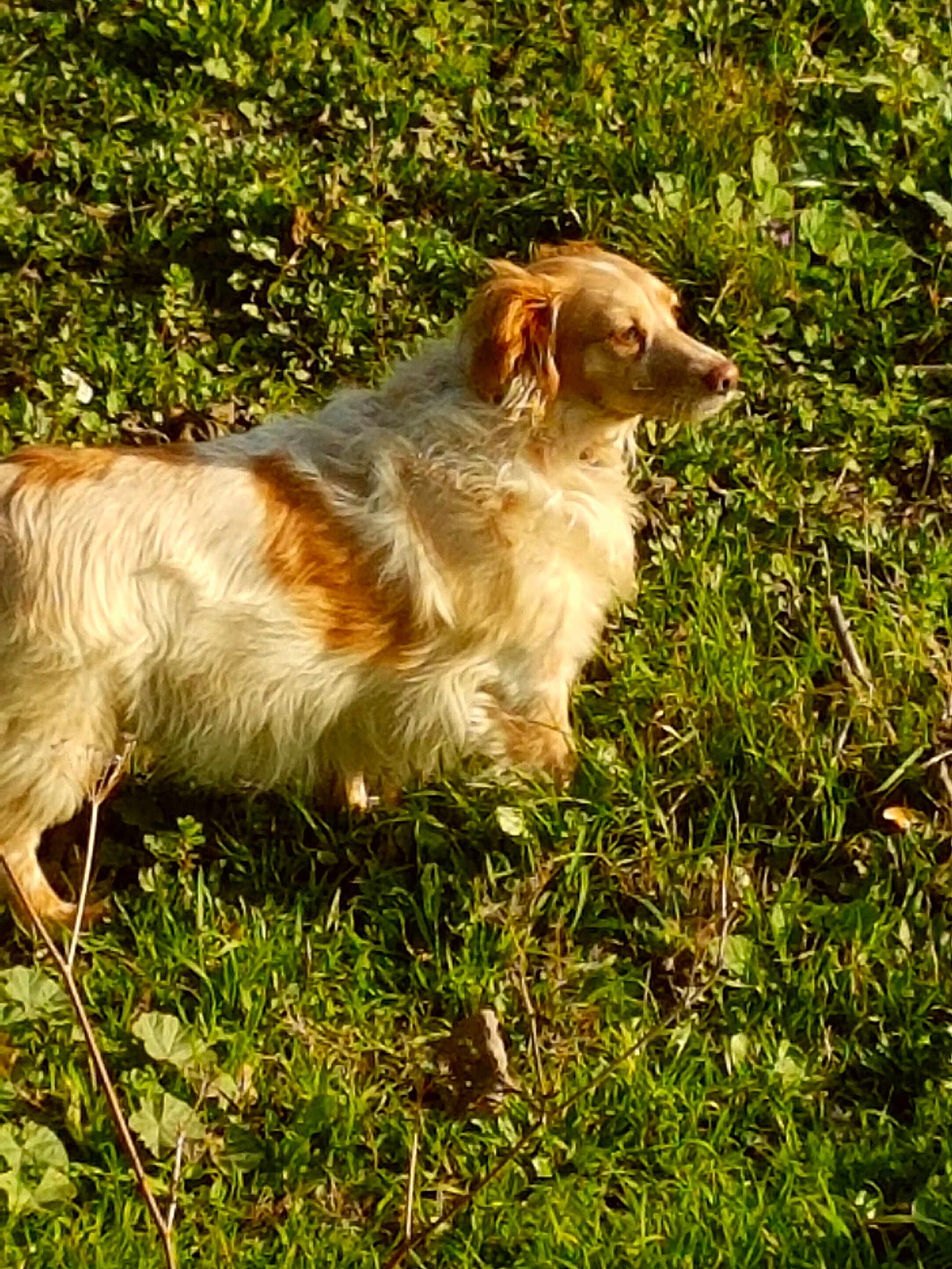Cannelle