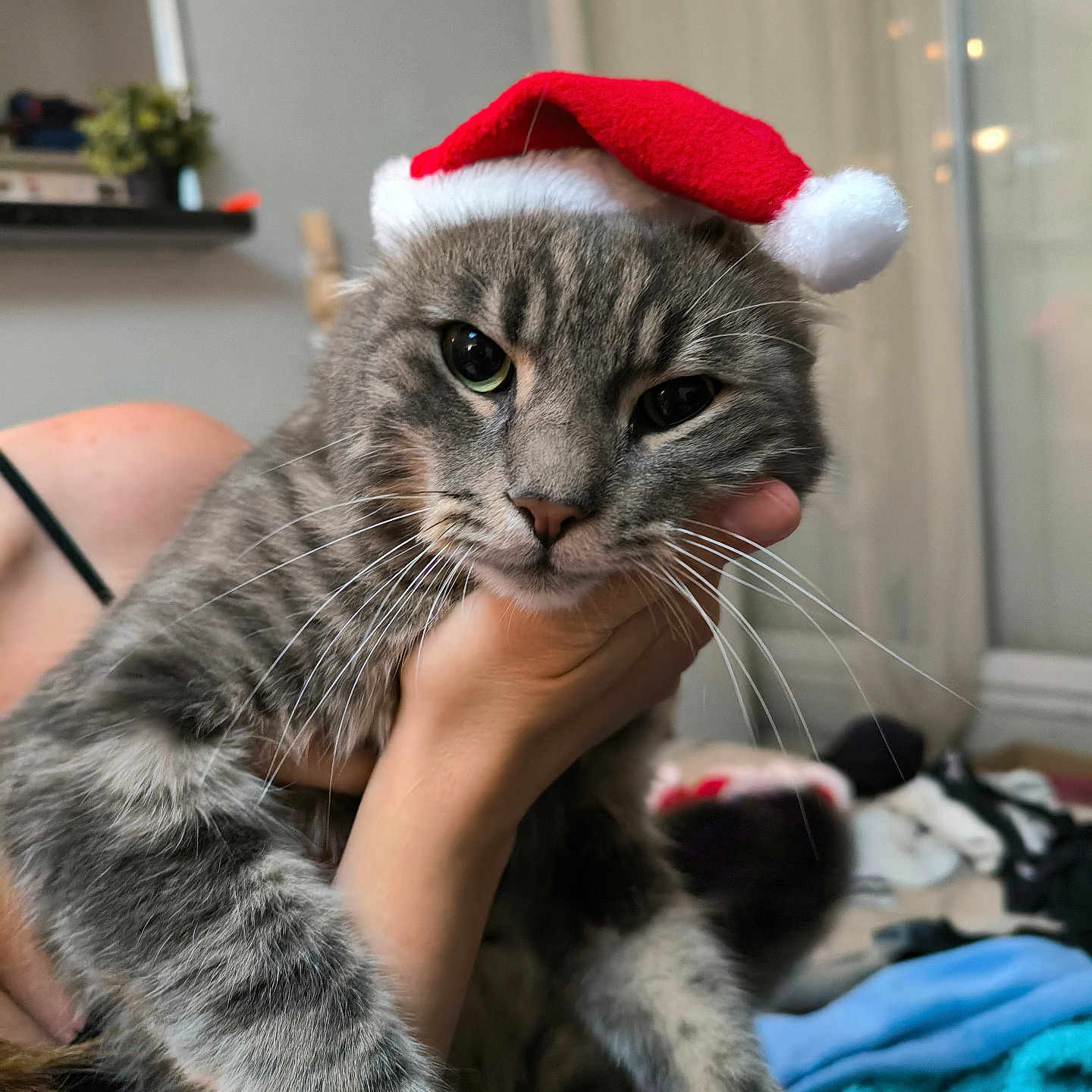Tarraxa a rejoint le concours — aidez-le/la à gagner de superbes lots ! animal, background, cat, cozy, cute, domestic_animal, expression, eyes, face, feline, fur, gray_cat, hand, holiday, indoor, person, pet, santa_hat, tabby, whiskers