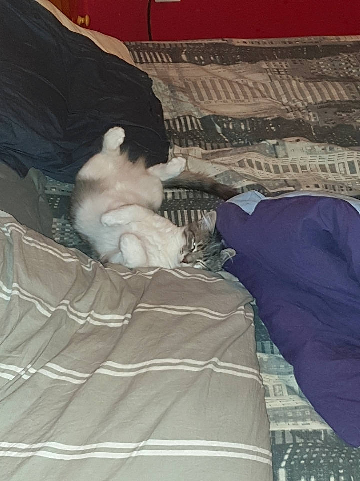 Gismo a rejoint le concours — aidez-le/la à gagner de superbes lots ! bed, bed_frame, bed_sheet, bedding, bedroom, blanket, comfort, duvet, felidae, flooring, fur, hardwood, human_leg, leisure, linens, mattress, pattern, room, textile, wood