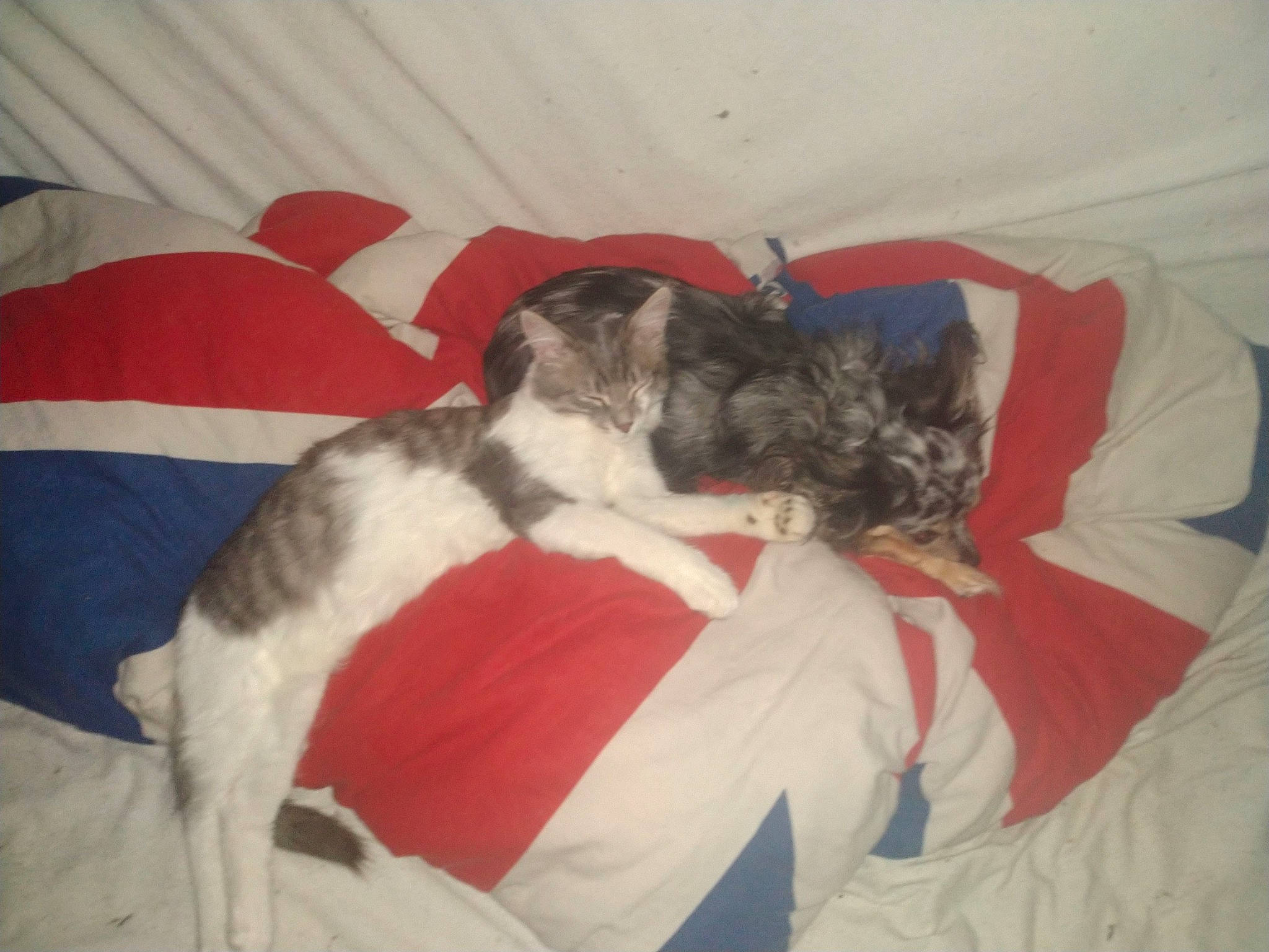 Gismo participe au concours pour gagner de l'argent avec cette photo : canidae, carnivore, cat, dog, dog_breed, non_sporting_group, tail