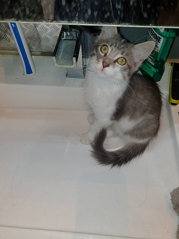 Gismo participe au concours pour gagner de l'argent avec cette photo : carnivore, cat, claw, comfort, domestic_short_haired_cat, felidae, fur, metal, paw, photo_caption, small_to_medium_sized_cats, snout, tail, whiskers, window