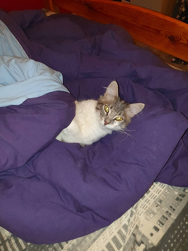 Gismo participe au concours pour gagner de l'argent avec cette photo : bed, bedding, carnivore, cat, cat_supply, comfort, domestic_short_haired_cat, duvet, fawn, felidae, fur, grey, linens, nap, room, ruler, small_to_medium_sized_cats, tail, whiskers, wood