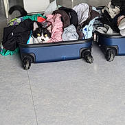 Oreo participe au concours pour gagner de l'argent avec cette photo : cat, suitcase, clothes, floor, black_and_white, tail, indoor, packing, travel, pet, curious, soft_fabric, colorful, bag, zipper, household, domestic, feline, resting, compact
