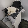Oreo participe au concours pour gagner de l'argent avec cette photo : cat, black_and_white, sleeping, blanket, indoor, radiator, cozy, resting, feline, pet, fur, comfortable, quiet, home, corner, curtain, floor, relaxing, star_pattern, domestic
