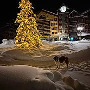 Olesson participe au concours pour gagner de l'argent avec cette photo : dog, snow, winter, christmas_tree, holiday_lights, night, alpine_village, mountains, clocktower, buildings, street, outdoor, festive, illuminated, snowdrift, christmas, architecture, cold_weather, landscape, pet