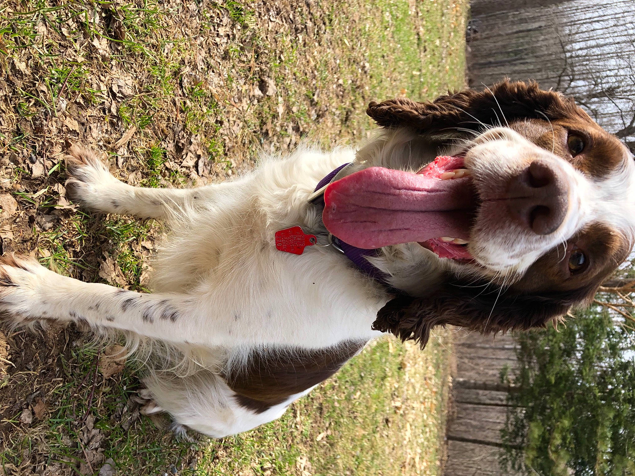 Cabela is registered to the contest to win money with this photo: canidae, carnivore, collar, companion_dog, dog, dog_breed, fawn, fur, grass, jaw, leash, livestock, plant, snout, sporting_group, tail, tree, whiskers, working_animal, yawn