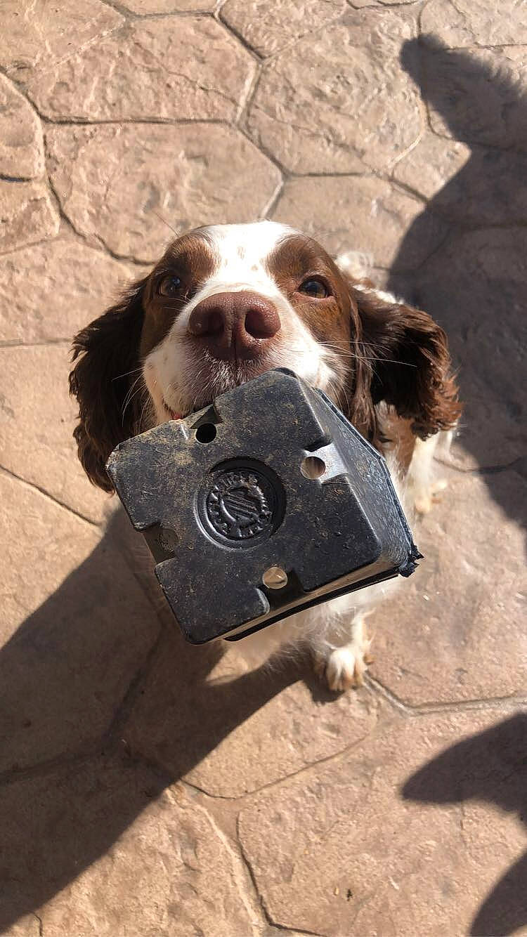 Cabela is registered to the contest to win money with this photo: canidae, carnivore, collar, companion_dog, dog, dog_breed, dog_supply, fawn, fur, gun_dog, hunting_dog, leash, liver, road_surface, scent_hound, snout, soil, spaniel, sporting_group, working_animal