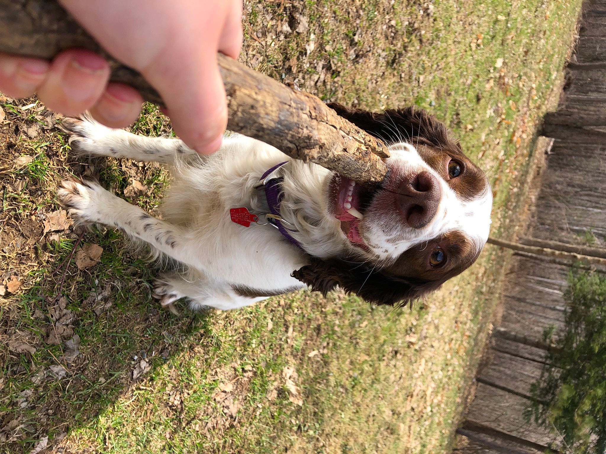 Cabela joined the competition — help win amazing prizes! canidae, carnivore, collar, companion_dog, dog, dog_breed, dog_collar, fawn, foot, grass, non_sporting_group, paw, plant, snout, sporting_group, tail, terrestrial_animal, whiskers, wildlife, working_animal