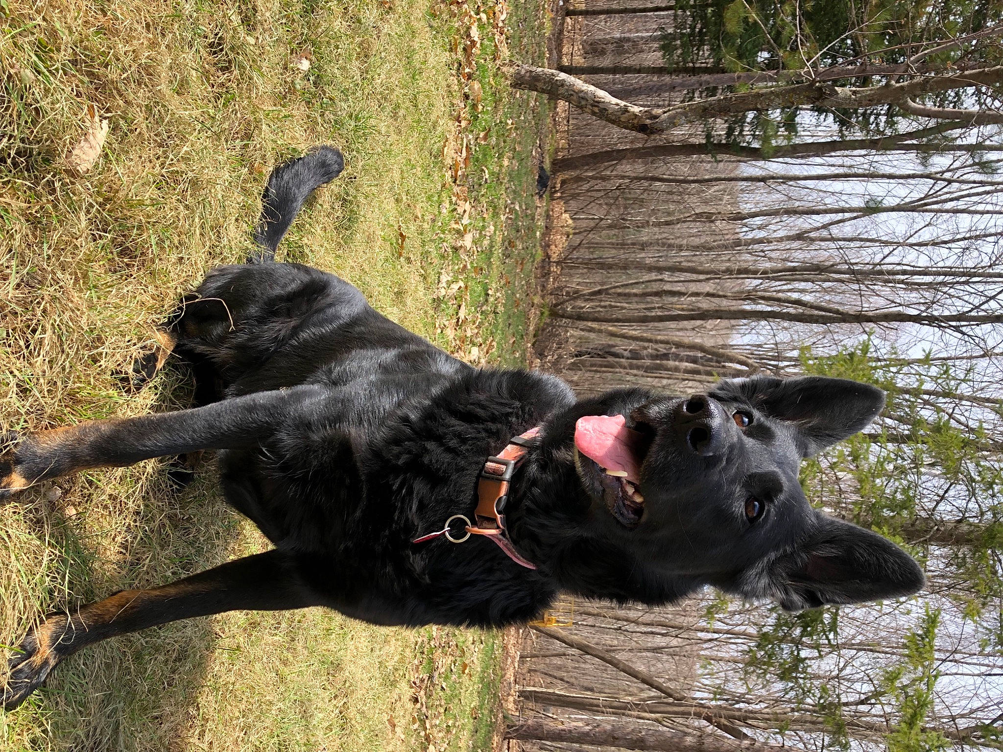 Dakota is registered to the contest to win money with this photo: canidae, carnivore, collar, companion_dog, dog, dog_breed, dog_collar, fawn, grass, guard_dog, gun_dog, leash, plant, snout, sporting_group, tail, terrestrial_animal, tree, wood, working_animal
