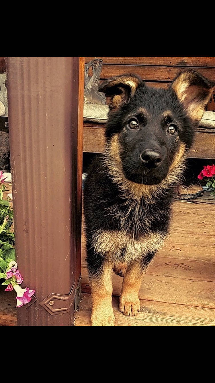 Athena is registered to the contest to win money with this photo: canidae, carnivore, companion_dog, dog, dog_breed, flooring, flower, fur, heat, metal, plant, rectangle, snout, sporting_group, square, terrestrial_animal, tints_and_shades, window, wood, working_animal