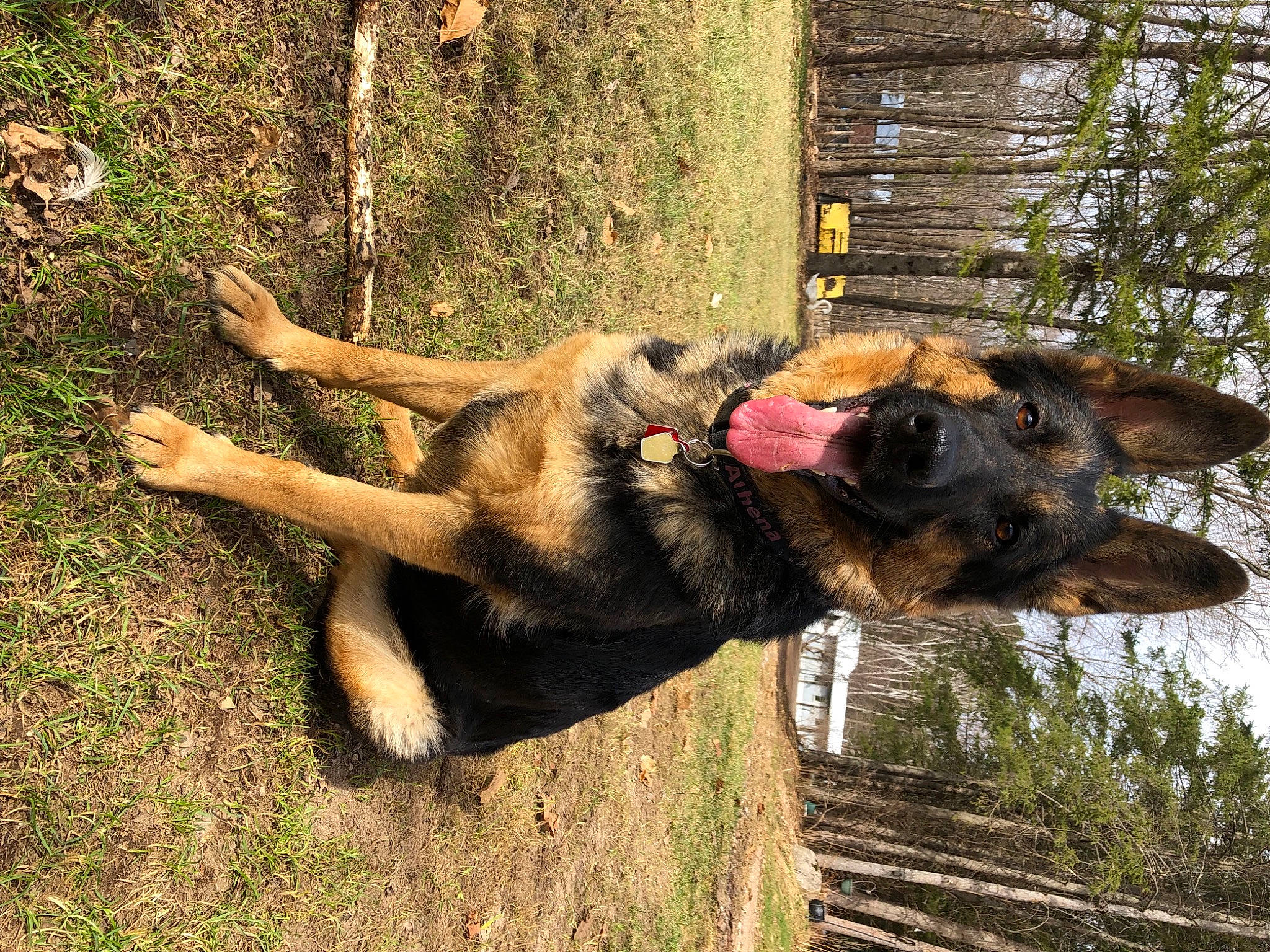 Athena joined the competition — help win amazing prizes! biting, carnivore, companion_dog, dog, dog_breed, fawn, grass, guard_dog, old_german_shepherd_dog, plant, snout, sporting_group, tail, terrestrial_animal, tree, trunk, wildlife, wood, working_animal, working_dog