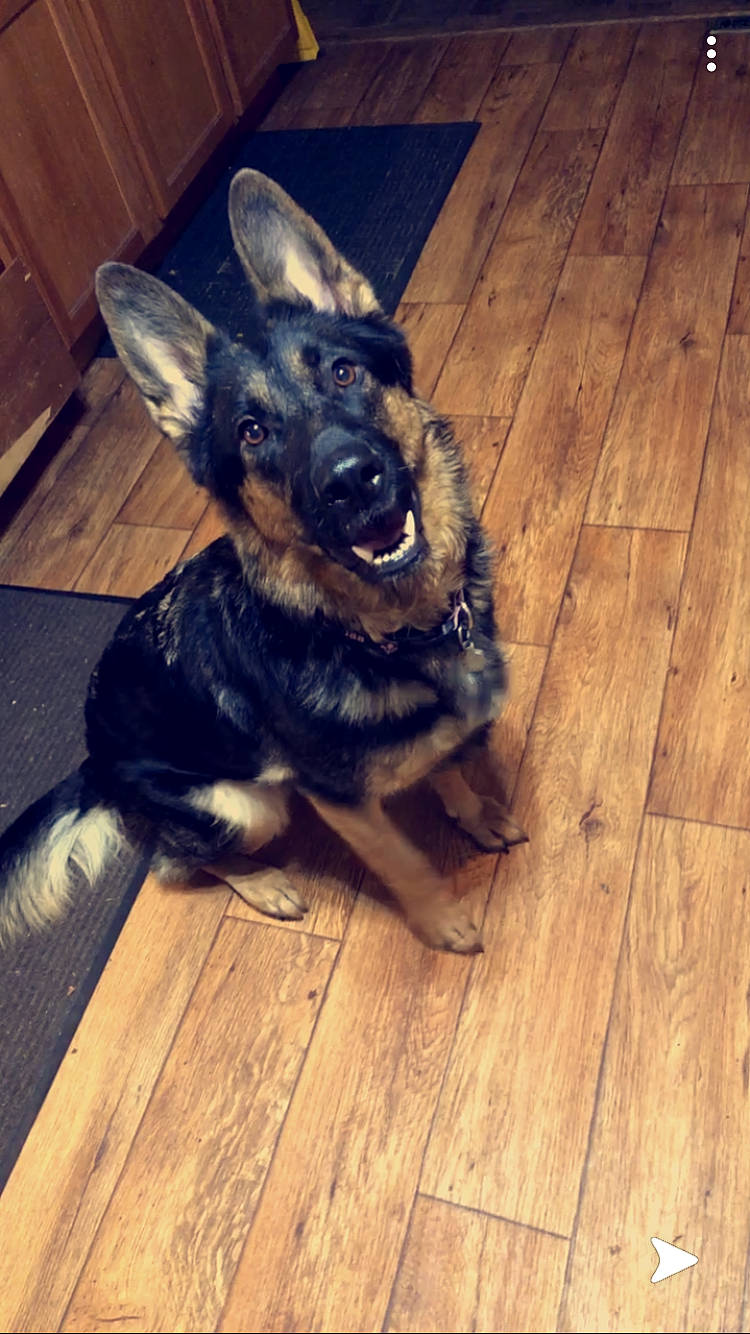 Athena is registered to the contest to win money with this photo: carnivore, companion_dog, dog, dog_breed, ear, fawn, floor, flooring, fur, hardwood, laminate_flooring, paw, plank, snout, toy_dog, varnish, whiskers, wood, wood_flooring, wood_stain