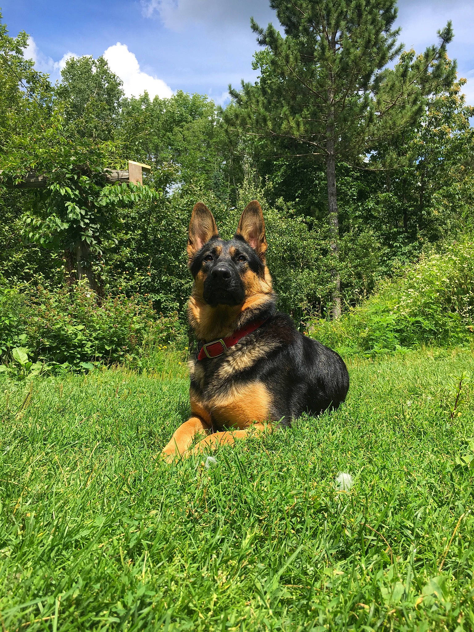 Athena joined the competition — help win amazing prizes! canidae, carnivore, cloud, companion_dog, dog, dog_breed, fawn, german_shepherd_dog, grass, grassland, groundcover, king_shepherd, lawn, old_german_shepherd_dog, plant, shrub, sky, snout, sporting_group, tree