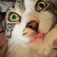 Finn is registered to the contest to win money with this photo: cat, close_up, green_eyes, whiskers, tongue, licking, curious, pet, animal, feline, indoor, carpet, cute, face, fur, tabby, white_fur, playful, nose, paw