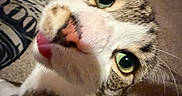 Finn is registered to the contest to win money with this photo: cat, tabby, close_up, indoor, carpet, curious, green_eyes, tongue_out, pet, animal, whiskers, fur, floor, rug, domestic_cat, cute, face, mammal, playful, looking_up