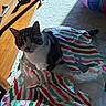 Finn joined the competition — help win amazing prizes! cat, wrapping_paper, striped, carpet, sunlight, wooden_cabinet, indoor, pet, curious, festive, playful, colorful, striped_paper, tail, feline, holiday, messy, shadow, floor, animal