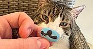 Finn is registered to the contest to win money with this photo: animal, blue_candy, brown_fur, candy, cat, chair, closeup, curious, eye_contact, feline, fingers, hand, indoor, mustache, person, pet, sitting, tabby_cat, white_fur, woven_chair