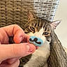 Finn is registered to the contest to win money with this photo: cat, tabby_cat, hand, candy, blue_candy, mustache, chair, woven_chair, indoor, pet, animal, curious, closeup, feline, person, fingers, white_fur, brown_fur, eye_contact, sitting