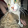 Finn is registered to the contest to win money with this photo: animal, bare_foot, brown, candid, carpet, cat, close_up, curious, domestic, feline, flash, indoor, leg, pet, pink_nose, tabby, texture, whiskers, white, yellow_eyes