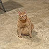 Cheddar joined the competition — help win amazing prizes! cat, ginger_cat, pet, animal, feline, indoor, floor, tile_floor, sitting, looking, curious, whiskers, ears, fur, domestic_animal, cute, mammal, quiet, alone, resting