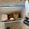 Cheddar joined the competition — help win amazing prizes! animal, box, cardboard_box, carpet, casual, cat, container, cozy, curious, domestic, feline, floor, indoor, looking_up, orange_cat, packaging_material, pet, resting, shoe, sneaker