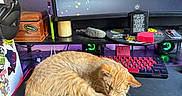 Cheddar joined the competition — help win amazing prizes! candle, cat, colorful, computer_monitor, cozy, desk, electronics, headphones, home_office, indoor, keyboard, mousepad, orange_cat, pet, resting, sleeping, stickers, technology, wooden_box, workspace