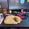 candle, cat, colorful, computer_monitor, cozy, desk, electronics, headphones, home_office, indoor, keyboard, mousepad, orange_cat, pet, resting, sleeping, stickers, technology, wooden_box, workspace